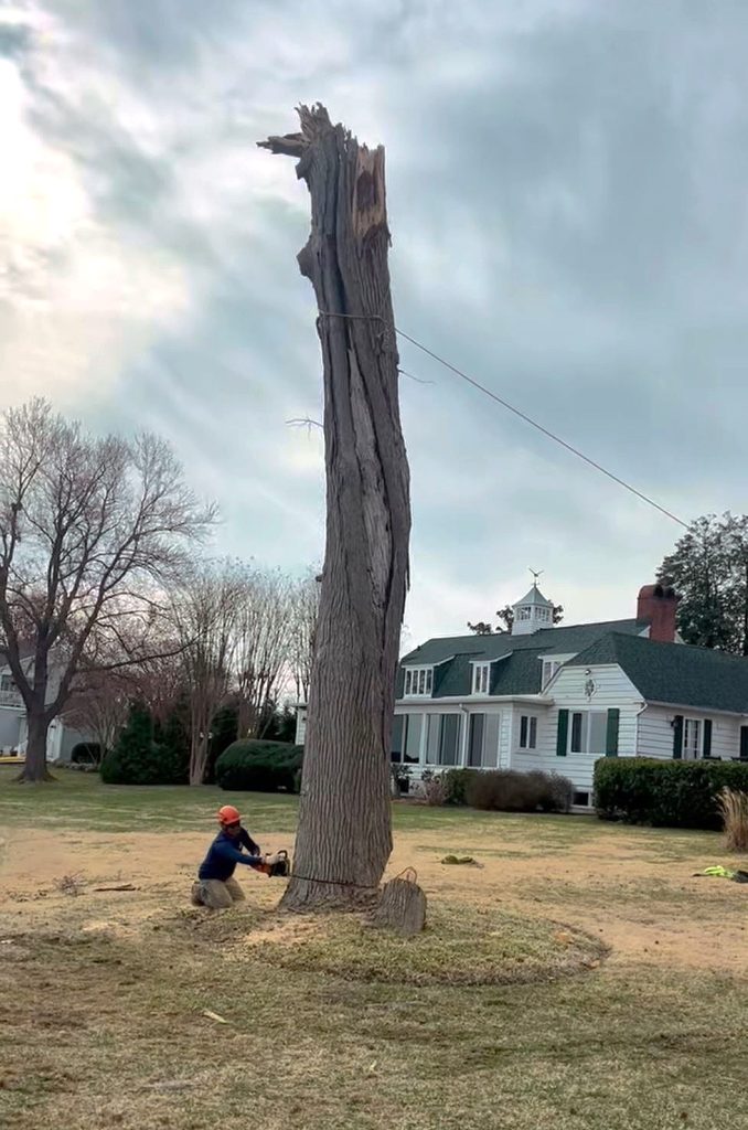 Tree Service in Millersville, MD - The Tree People