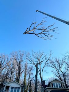 large tree removal with crane