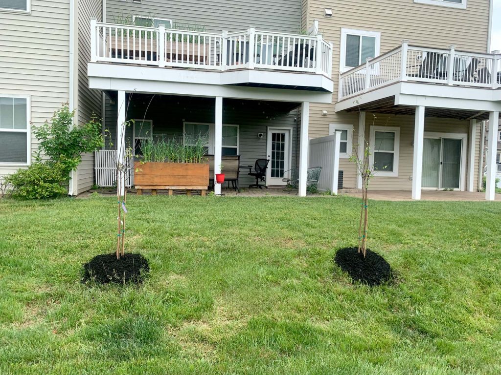 tree planting service