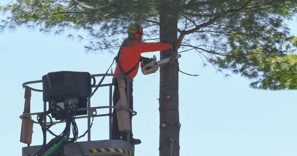 tree trimming near me