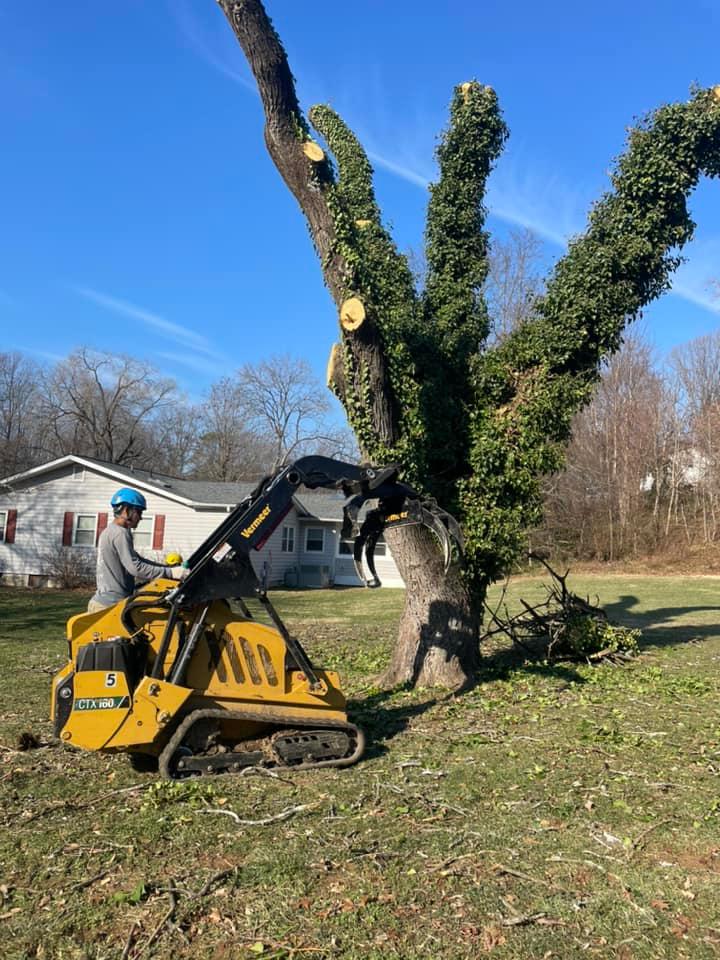 dead tree overgrown with weeds removal