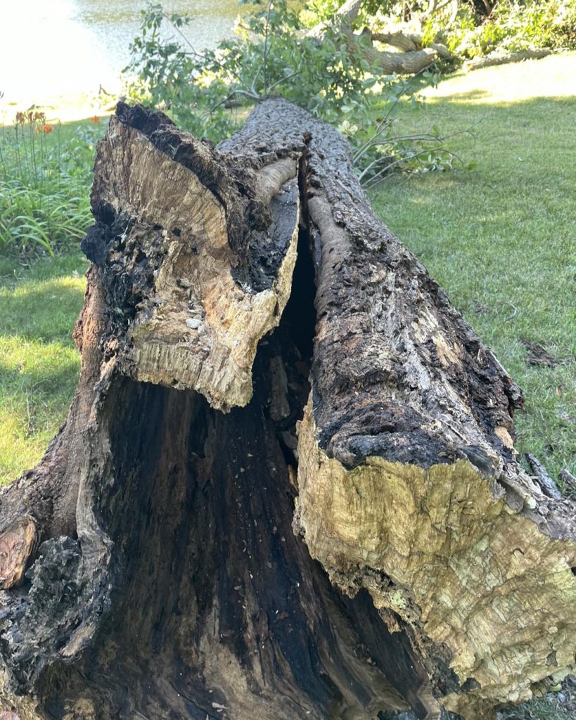 fallen and rotted tree removal