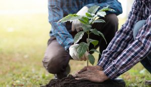 Two people planting a young tree.