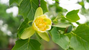 fast-growing trees - tulip poplar