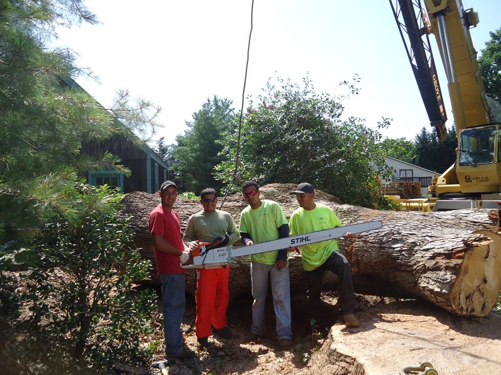 a crew of tree service workers