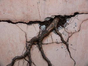 tree root breaking through the cack in the concrete wall